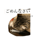 ちびみや1（個別スタンプ：11）