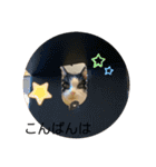 ちびみやパート5（個別スタンプ：13）