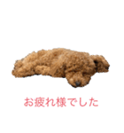 チャーミー スタンプ New（個別スタンプ：9）