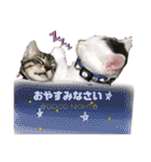 ねこ、コケ、ケイト、とらがらラムネ（個別スタンプ：3）