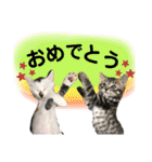 ねこ、コケ、ケイト、とらがらラムネ（個別スタンプ：9）