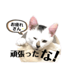 ねこ、コケ、ケイト、とらがらラムネ（個別スタンプ：21）