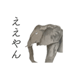 時々おかしい目が雑な手描き動物（個別スタンプ：28）