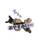 むらやま家のなかまたち（個別スタンプ：17）