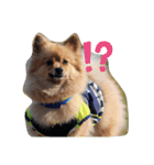 東海のアイドル犬さくら（個別スタンプ：1）