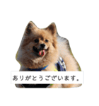 東海のアイドル犬さくら（個別スタンプ：4）