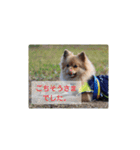 東海のアイドル犬さくら（個別スタンプ：7）