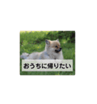 東海のアイドル犬さくら（個別スタンプ：11）