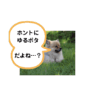 東海のアイドル犬さくら（個別スタンプ：14）