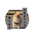 東海のアイドル犬さくら（個別スタンプ：15）
