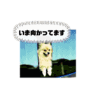 東海のアイドル犬さくら（個別スタンプ：16）