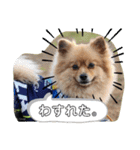東海のアイドル犬さくら（個別スタンプ：18）