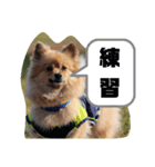 東海のアイドル犬さくら（個別スタンプ：19）