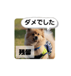 東海のアイドル犬さくら（個別スタンプ：20）