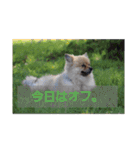 東海のアイドル犬さくら（個別スタンプ：21）