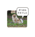 東海のアイドル犬さくら（個別スタンプ：22）