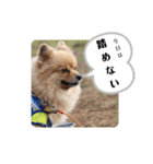 東海のアイドル犬さくら（個別スタンプ：23）