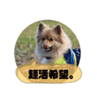 東海のアイドル犬さくら（個別スタンプ：24）