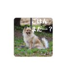 東海のアイドル犬さくら（個別スタンプ：27）