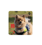 東海のアイドル犬さくら（個別スタンプ：29）