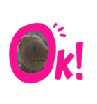 こちゃい（個別スタンプ：1）