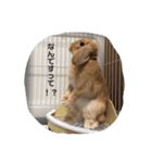 実写ユッケだよ（個別スタンプ：4）