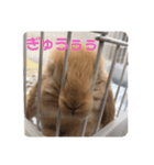実写ユッケだよ（個別スタンプ：5）