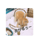 実写ユッケだよ（個別スタンプ：8）