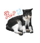 ハムとネコともろもろ（個別スタンプ：2）