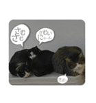 ハムとネコともろもろ（個別スタンプ：4）