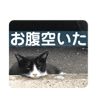 ハムとネコともろもろ（個別スタンプ：9）