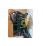 ハムとネコともろもろ（個別スタンプ：10）