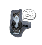 ハムとネコともろもろ（個別スタンプ：11）