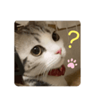 癒しのミケユキチャンネルスタンプ（個別スタンプ：1）