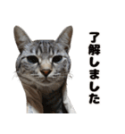 ソラちゃんです。。（個別スタンプ：3）
