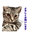 ソラちゃんです。。（個別スタンプ：5）