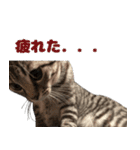 ソラちゃんです。。（個別スタンプ：8）