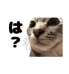 ソラちゃんです。。（個別スタンプ：9）