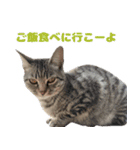 ソラちゃんです。。（個別スタンプ：11）