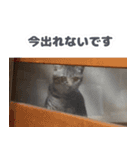 ソラちゃんです。。（個別スタンプ：15）