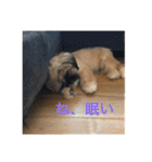 こーしゃん（個別スタンプ：2）