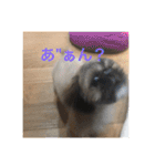こーしゃん（個別スタンプ：4）