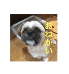 こーしゃん（個別スタンプ：11）