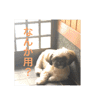 こーしゃん（個別スタンプ：17）