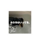 ぼくの名前はいぬ。2（個別スタンプ：3）