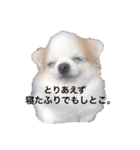 チワワのたくわんのスタンプ①（個別スタンプ：4）