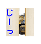 カメスタンプ 4（個別スタンプ：16）