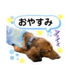 ミニチュアダックス チョコちゃん（個別スタンプ：3）
