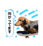 ミニチュアダックス チョコちゃん（個別スタンプ：7）