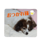 Papillon ron photo stamp（個別スタンプ：7）